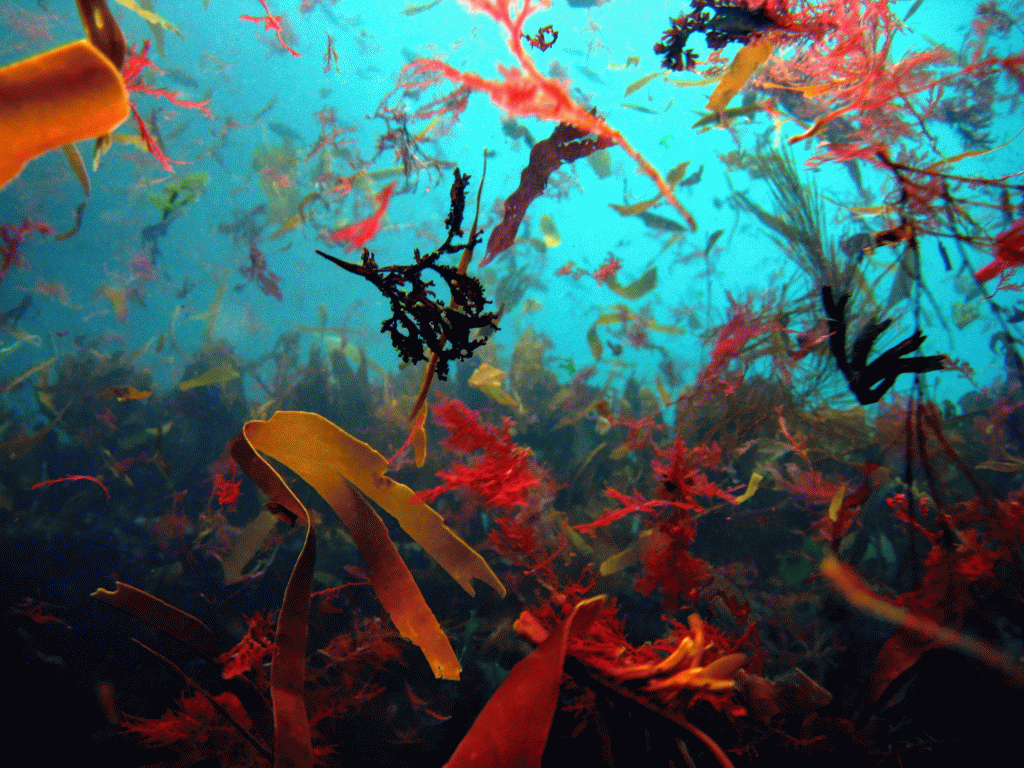 Seaweed diving in Gamla Hoyvík harbour