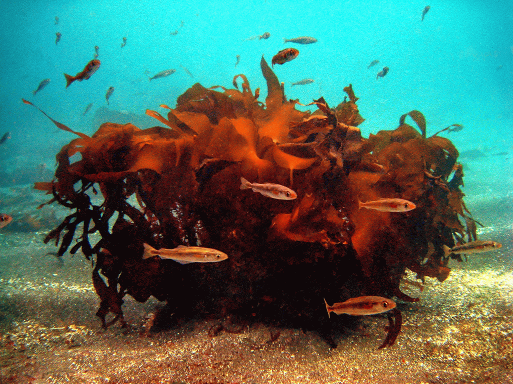 Diving in the gorge in Elduvík