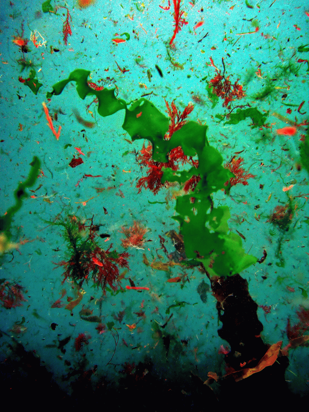 Diving in Æðuvík