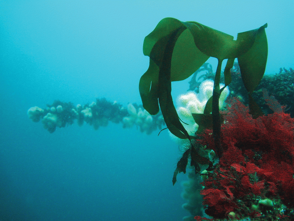 Faroe dive