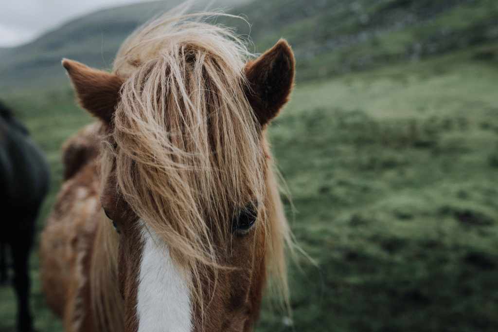 Berg Hestar (Horseriding)