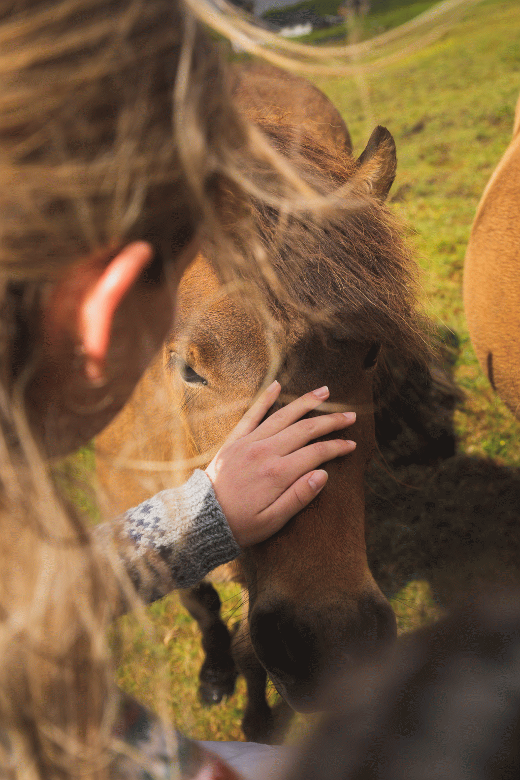 Davidsen Hestar (Horseriding)