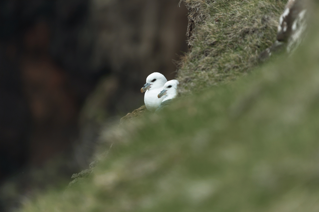 Birdwatching